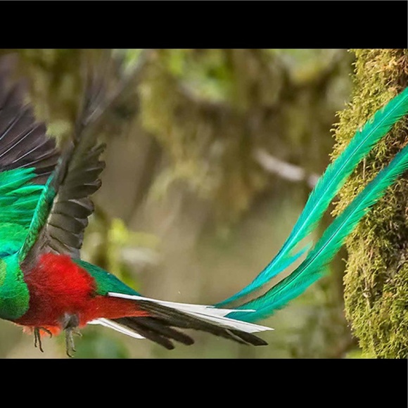 Meet your Posher, Rene - Picture 1 of 1